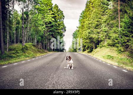 Dog sitting in the middle of the road in a forest highway surrounded by tall trees Stock Photo