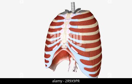 The main muscles of the thoracic wall include the intercostals and the ...