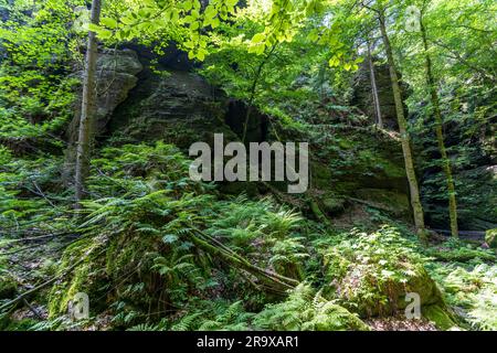 Rugged sandstone boulders, covered in ferns and moss, characterise the Uttewalder Grund in the Saxon Switzerland National Park – a landscape typical of the entire transboundary Elbe Sandstone Mountains between Saxon and Bohemian Switzerland. Tall beech trees grow amongst the rocks along the Malerweg. Lohmen/Stadt Wehlen, Saxony, Germany. The narrow path forms part of the Malerweg, the 112-kilometre-long hiking trail through Saxon Switzerland, opened in 2006 and divided into eight stages, which is named after the Romantic painters. As early as the 19th century, Caspar David Friedrich found insp Stock Photo