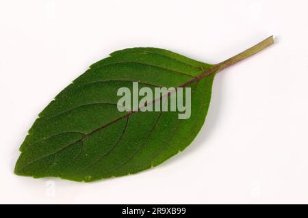 Basil 'African Blue' (Ocimum kilimanschricum x basil) Stock Photo