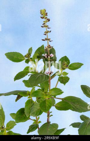 Basil 'African Blue' (Ocimum kilimanschricum x basil) Stock Photo