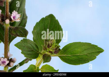 Basil 'African Blue' (Ocimum kilimanschricum x basil) Stock Photo