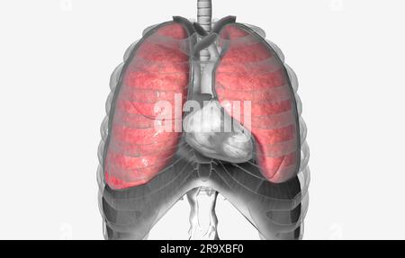 The lungs are a pair of sponge-like, expandable organs located within ...