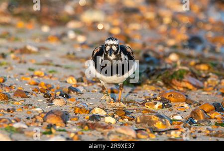 Turnstone bird (Arenaria interpres) standing amongst pebbles and stones on a shingle beach at low tide, looking at the camera in England, UK. Stock Photo