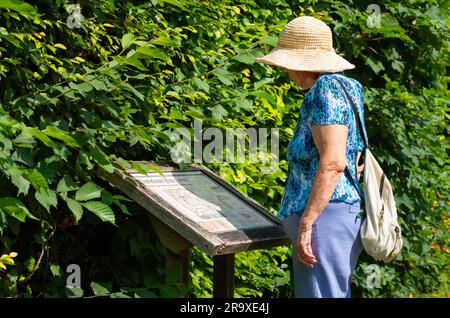 Senior lady wearing sun hat & shoulder bag on a hot day in Summer, standing looking at a map for tourists, while visiting a town in England, UK. Stock Photo