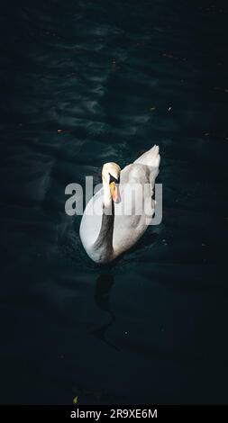 A vertical shot of a mute swan swimming on a pond in a park Stock Photo