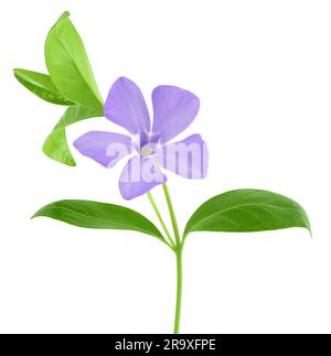 wild periwinkle flowers isolated on white background. Stock Photo