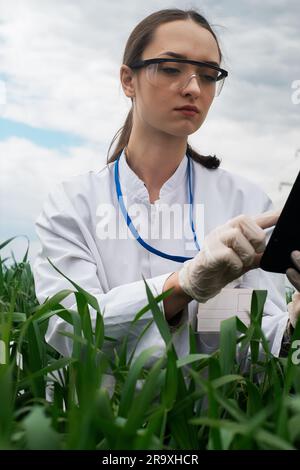 a female agronomist in a white coat checks the growth of plants in the field. A biologist in the field checks the readings of wheat, a farmer takes no Stock Photo