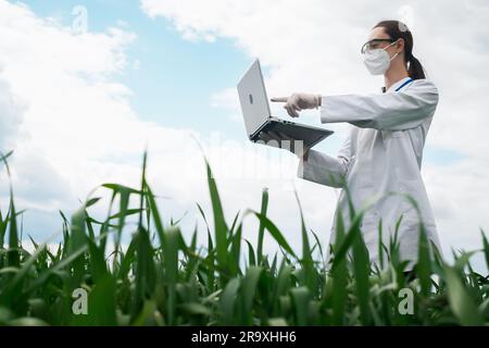 Agronomist using tablet and technology in agricultural corn field. The farmer walks through the field with a tablet. Biologist woman with laptop Stock Photo