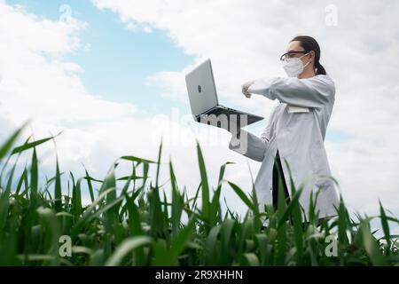 Agronomist using tablet and technology in agricultural corn field. The farmer walks through the field with a tablet. Biologist woman with laptop Stock Photo