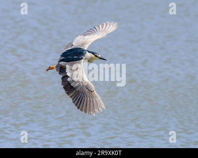 Black-crowned night heron, Nycticorax nycticorax, adult bird in flight with spread wings, top side view, Gran Canaria, Spain Stock Photo