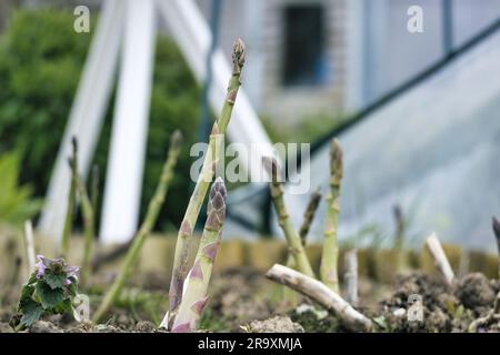 Ground level view of young Asparagus plants growing in early Spring Stock Photo