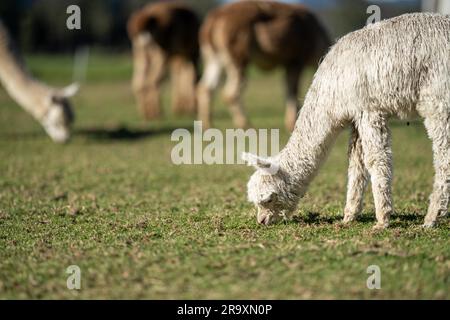 herd of alpaca, alpacas grazing in a field. white llama in a meadow in australia Stock Photo