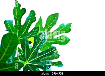 Isolated fig tree leaves backlit very vibrant on pale white background. Stock Photo