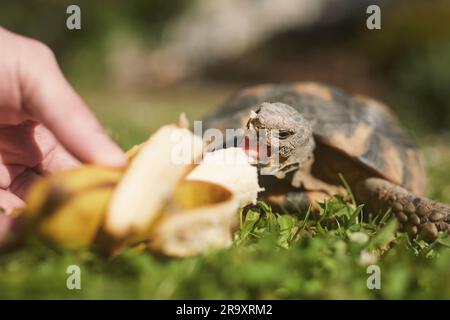 Pet owner giving his turtle a ripe banana to eat in grass on back yard. Domestic life with pet. Stock Photo