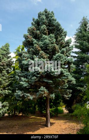 Picea pungens Tree, Oval form Picea pungens 'Glauca', Colorado Blue Spruce tree in Garden Stock Photo