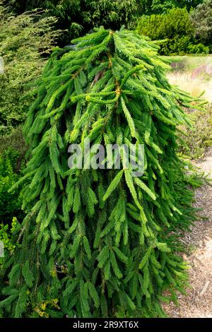 Picea abies, Norway spruce, Picea 'Frohburg' Stock Photo