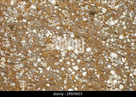 Flat sandstone surface with lichen spots, decorative natural background or backdrop element. Stock Photo