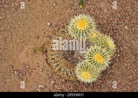 The young and the old, young succulent plants grow out of an old dead plant. Stock Photo