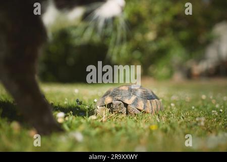 Turtle with cat together in back yard during sunny summer day. Cute turtle crawling in grass. Stock Photo