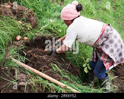 Rural Agriculture: A Look at the Potato Farm Industry Stock Photo