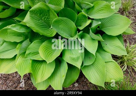 Large, Leaves, Plantain Lily, Sum and Substance, Hardy, Hosta, Funkia, Foliage, Garden Stock Photo