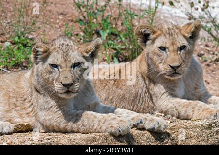 Two African lion (Panthera leo) cubs resting on rock ledge Stock Photo