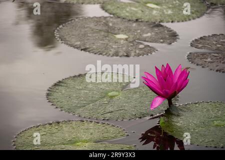 pink water lily bloom in autumn Stock Photo