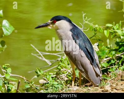 Black-crowned Night-Heron (Nycticorax nycticorax), Floyd Lamb Park at Tule Springs, Las Vegas, 21 Jun 2023. Stock Photo