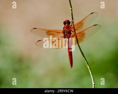 Flame Skimmer Dragonfly(Libellula saturata), Floyd Lamb Park at Tule Springs, Las Vegas, 21 Jun 2023. Stock Photo