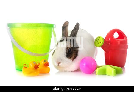 rex rabbit in front of white background Stock Photo