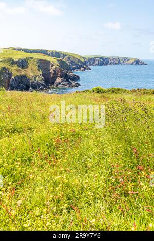 Mixed wild grasses on the cliffs beside the Pembrokeshire Coast Path National Trail at Trefin (Trevine) in the Pembrokeshire Coast National Park, Wale Stock Photo