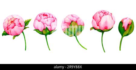 Set of watercolor pink peonies isolated on white background. Collection of botanical illustrations for the design of invitations, cards, greetings, lo Stock Photo