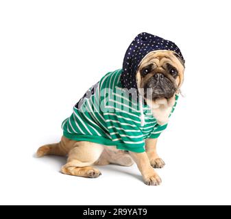 Purebred cute funny pug in clothes with a hood on his head sits on a white background and looks at the camera. Charming stylish dog in a hoodie. Stock Photo