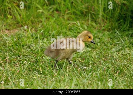 Canada Goose Gosling in Pennsylvania Park Stock Photo