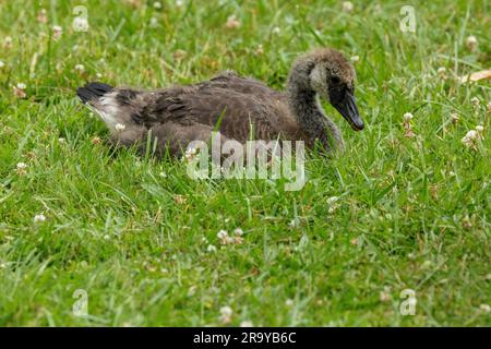 Canada Goose Gosling in Pennsylvania Park Stock Photo