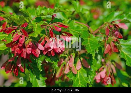 Fruits from the maple tree, Acer, in early summer Stock Photo