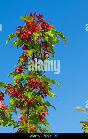 Fruits from the maple tree, Acer, in early summer Stock Photo