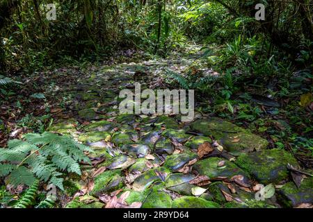 Ancient trails paved with cobble stones. Serranía De Los Yariguíes Parque Nacional Natural. Colombia, South America. Stock Photo