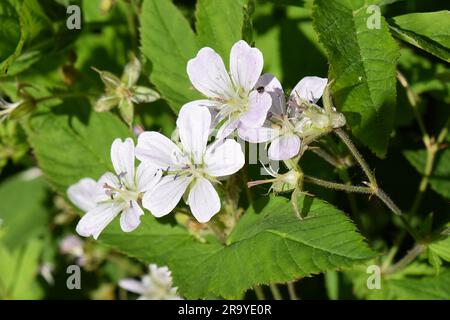 White wood cranesbill flowers, Geranium sylvaticum Stock Photo