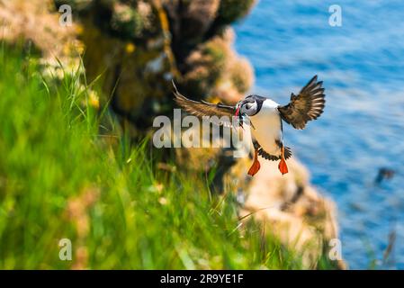 Razorbill, Alca Torda in flight with fish in its beak Stock Photo
