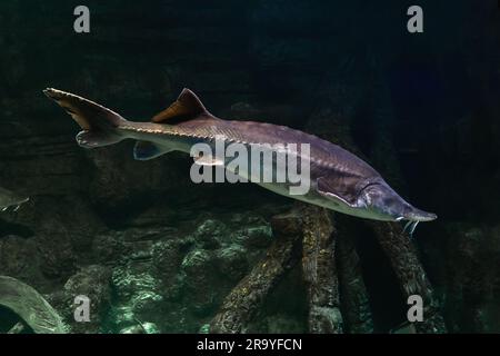 Freshwater fish Kaluga, genus Beluga, sturgeon family Stock Photo