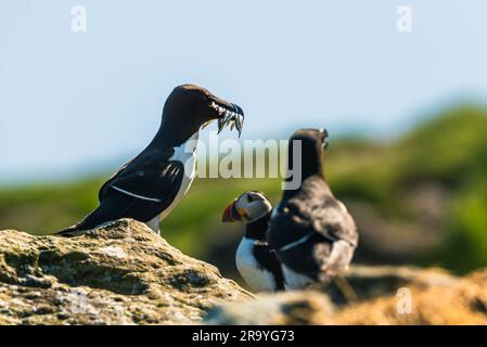 Razorbill, Alca Torda with fish in its beak Stock Photo