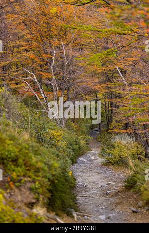 A lonely trail through autumnal forest at Grey Glacier in Torres del Paine National Park, Chile, Patagonia, South America Stock Photo