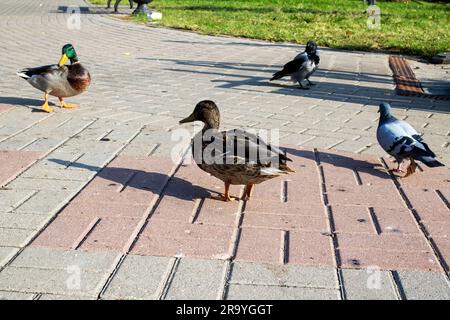 Ducks on the sidewalk in an autumn park close up Stock Photo
