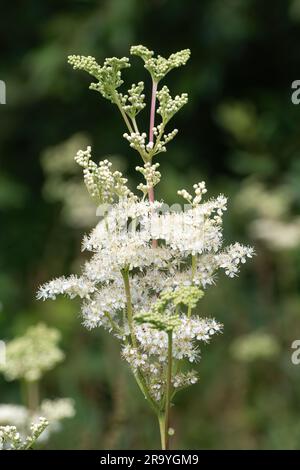 Meadowsweet (Filipendula ulmaria) flowering plant growing wild in Surrey countryside during June or summer, England, UK Stock Photo