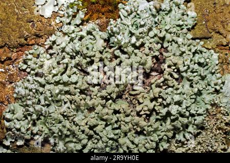 Hypogymnia tubulosa is a foliose lichen found on trees, fences and rocks. It has been recorded across the world but mainly in the Northern Hemisphere. Stock Photo