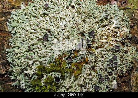 Physcia tenella is a foliose lichen found on nutrient-rich branches and twigs and occasionally on rocks. It has been recorded across the world. Stock Photo