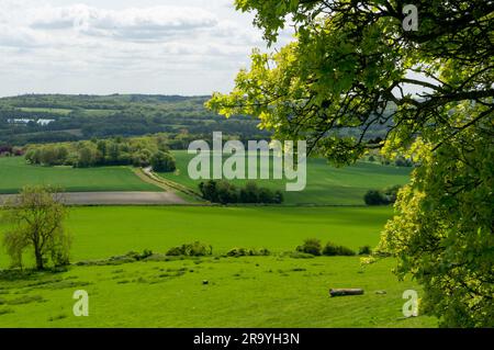 Sunny warm day on fields with tree trunks in UK Stock Photo