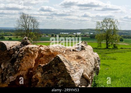 Sunny warm day on fields with tree trunks in UK Stock Photo